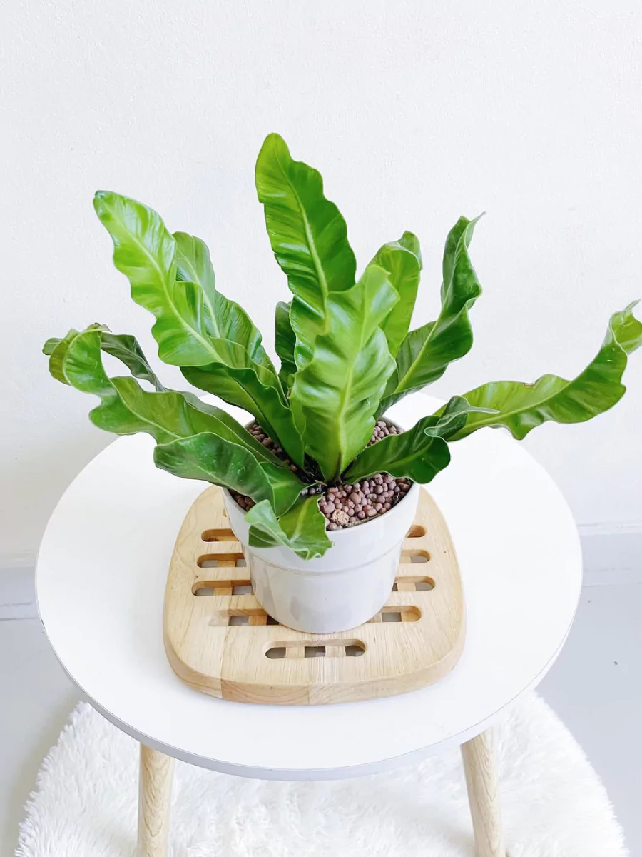 Tanaman pakis sarang burung jenis kobra di dalam pot putih di atas meja.