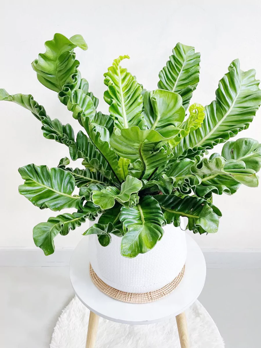 Tanaman pakis sarang burung jenis kobra yang rimbun di dalam pot putih di atas meja.