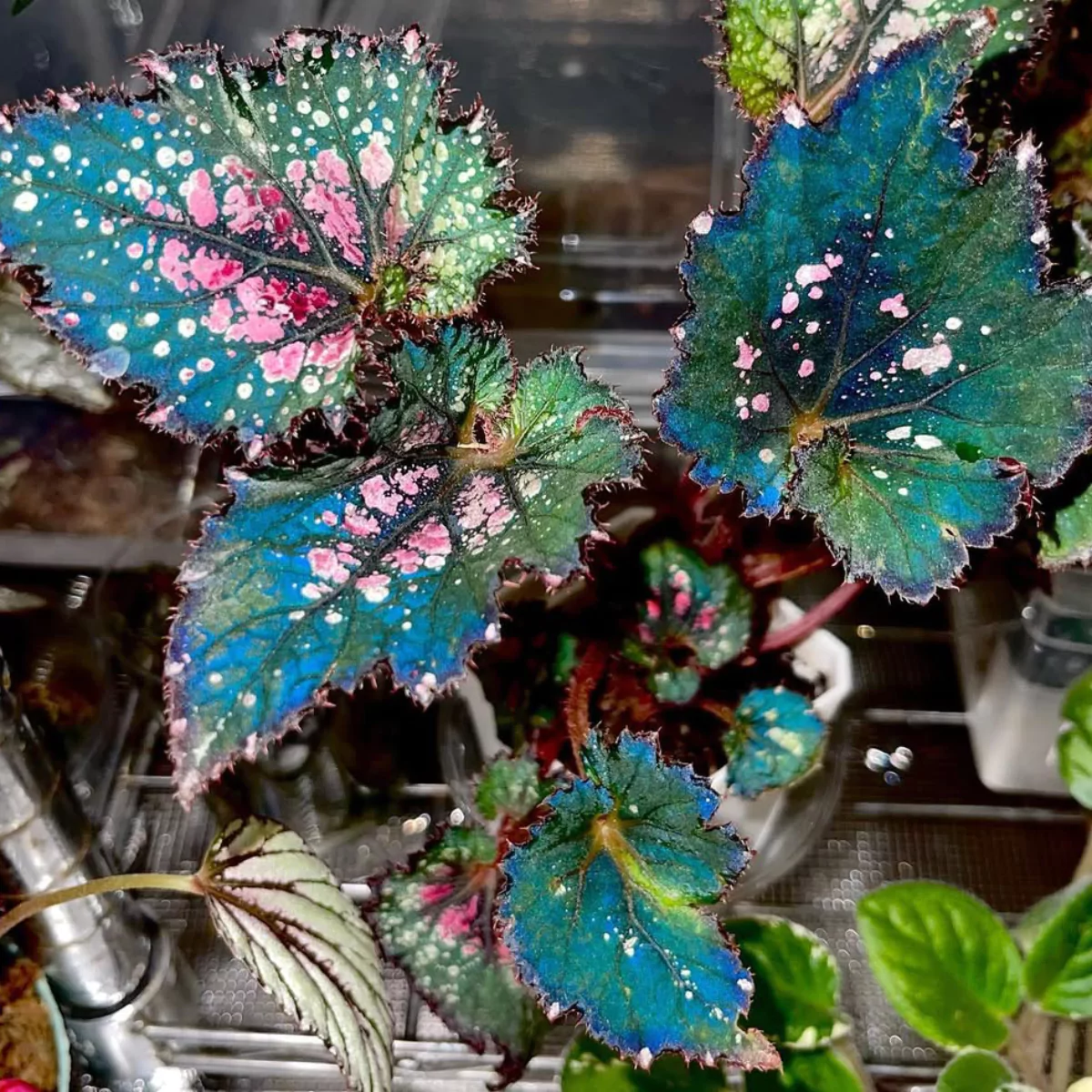 Tanaman reg begonia biru dengan titik merah muda.