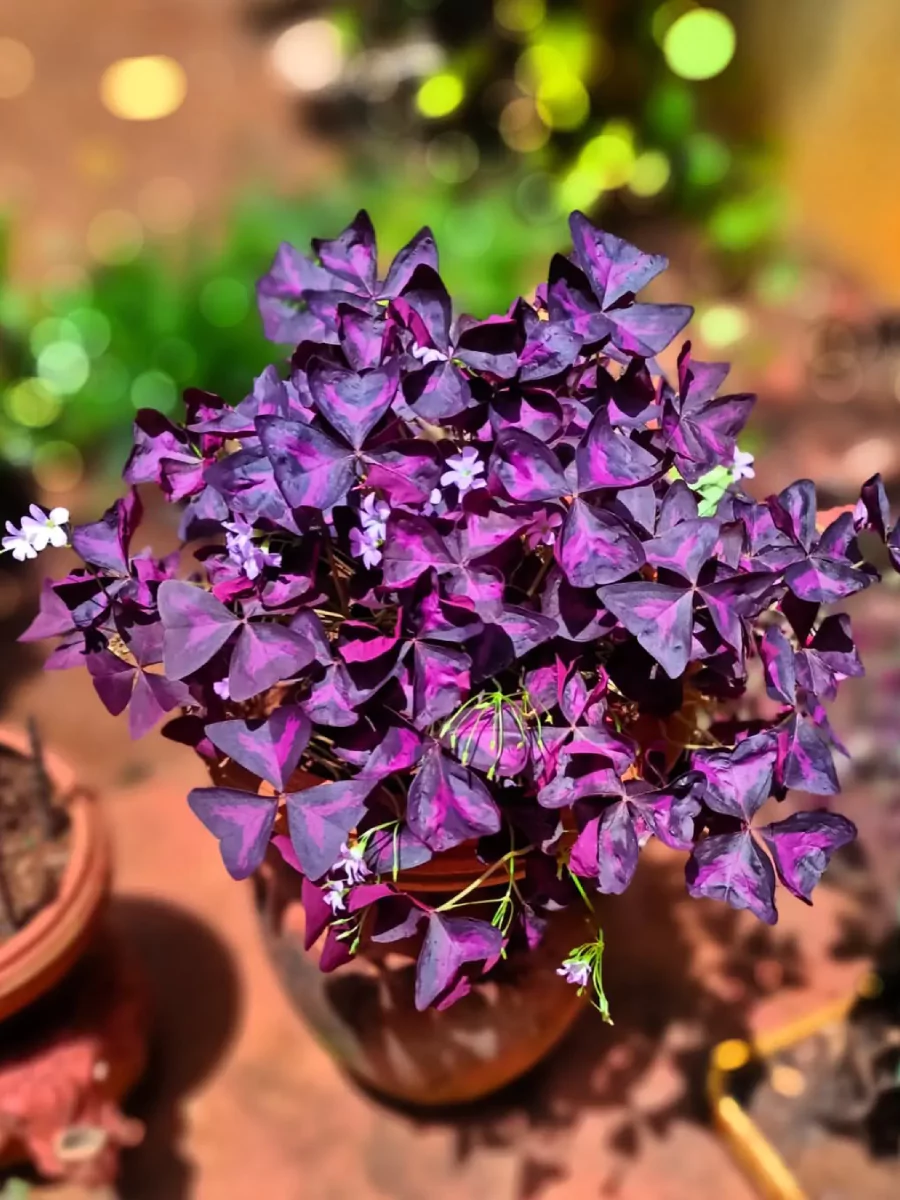 Tanaman kupu-kupu Oxalis triangularis warna ungu di dalam pot gerabah.