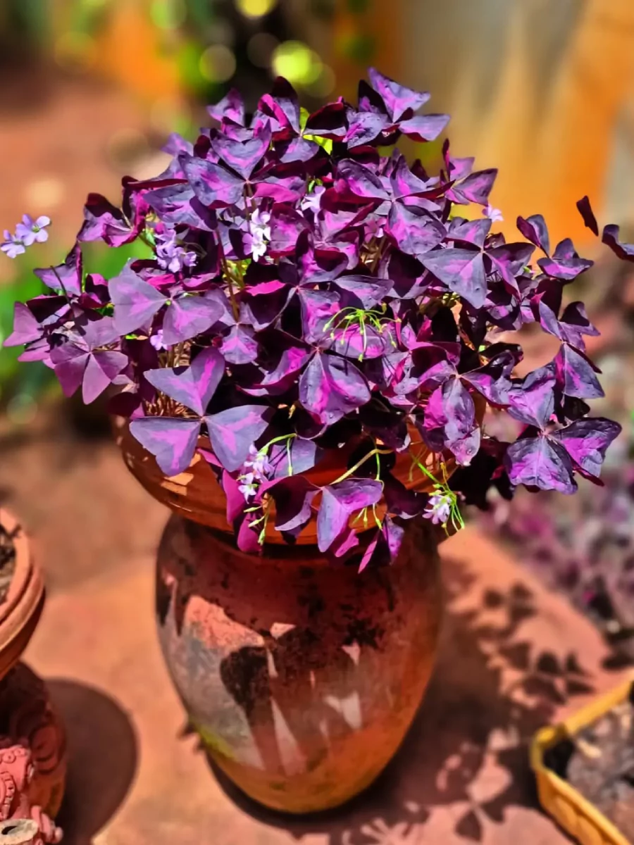 Tanaman kupu-kupu Oxalis triangularis warna ungu di dalam pot gerabah.