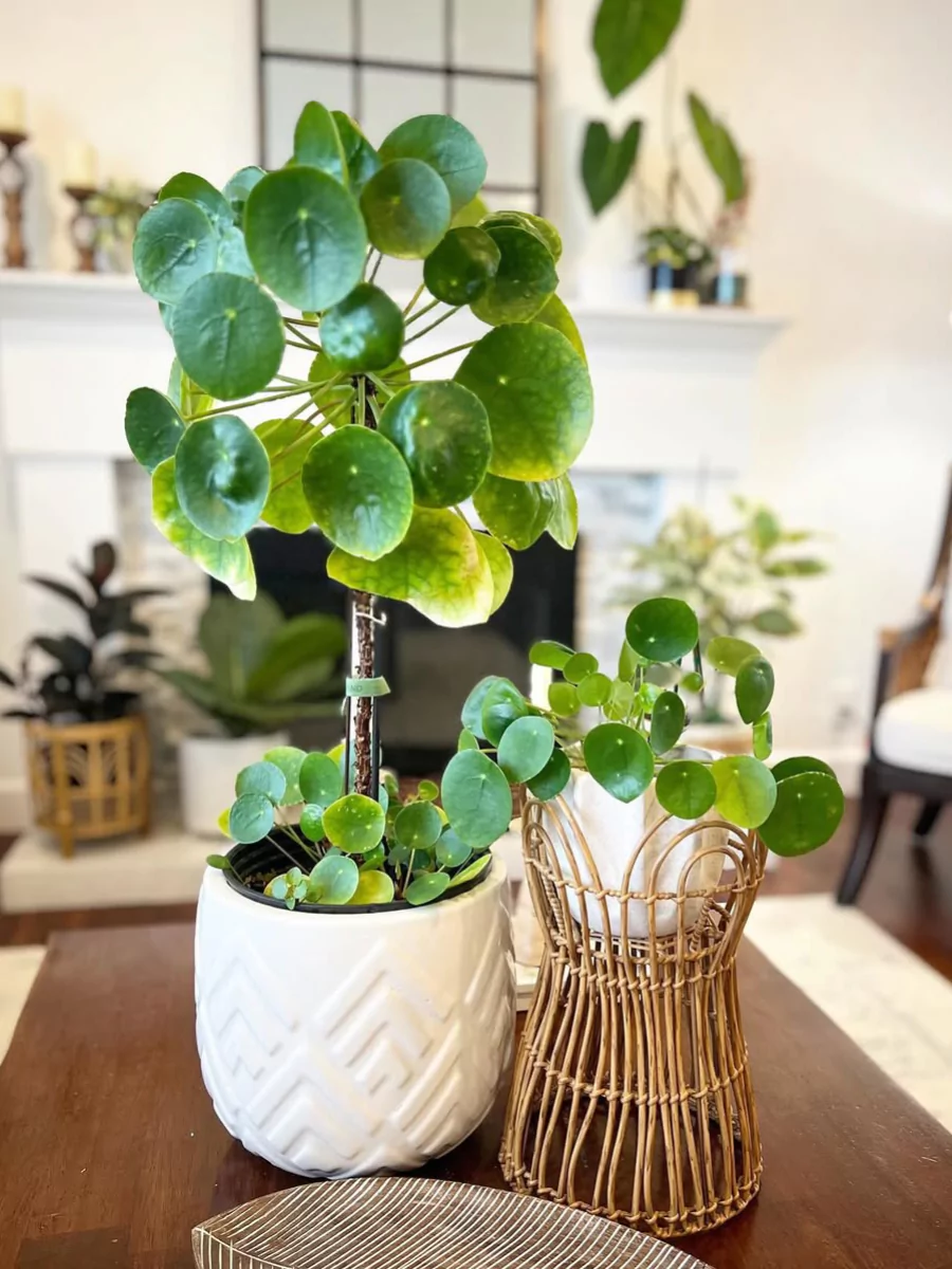 2 buah tanaman hias Pilea Peperomioides ukuran sedang dan ukuran kecil di pot putih.