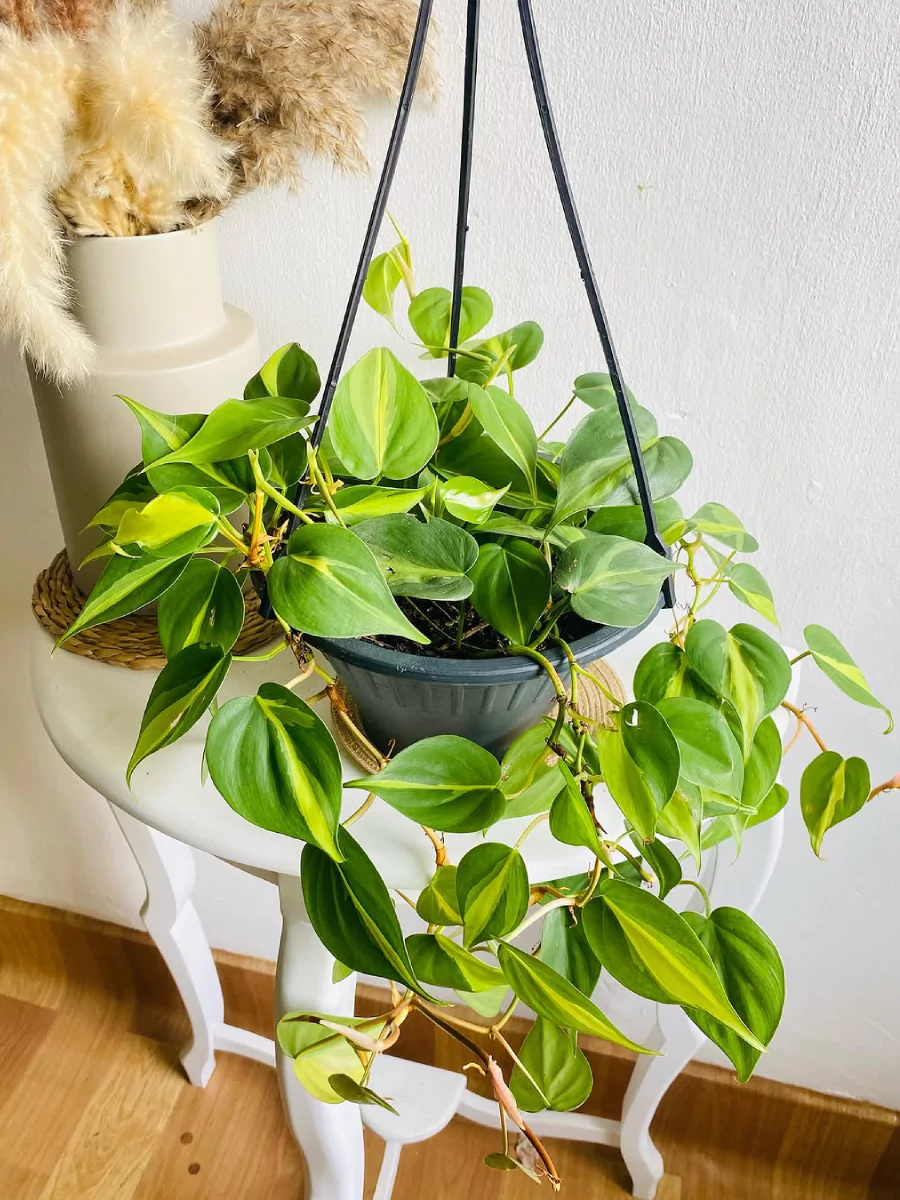 Tanaman sirih gading didalam pot gantung putih yang diletakkan di atas meja putih.