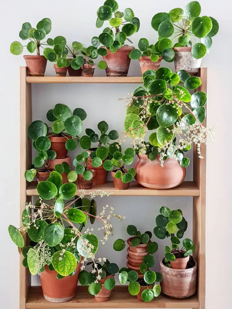Beberapa tanaman hias Pilea Peperomioides yang tersusun di rak kayu.