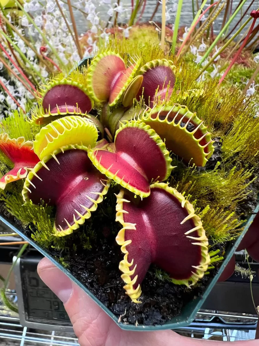 Beberapa tanaman Venus Flytrap di dalam pot kayu yang dipegang.