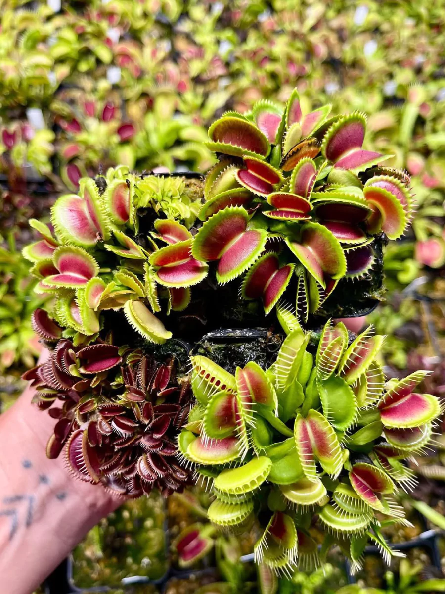 Beberapa tanaman Venus Flytrap yang diangkat.