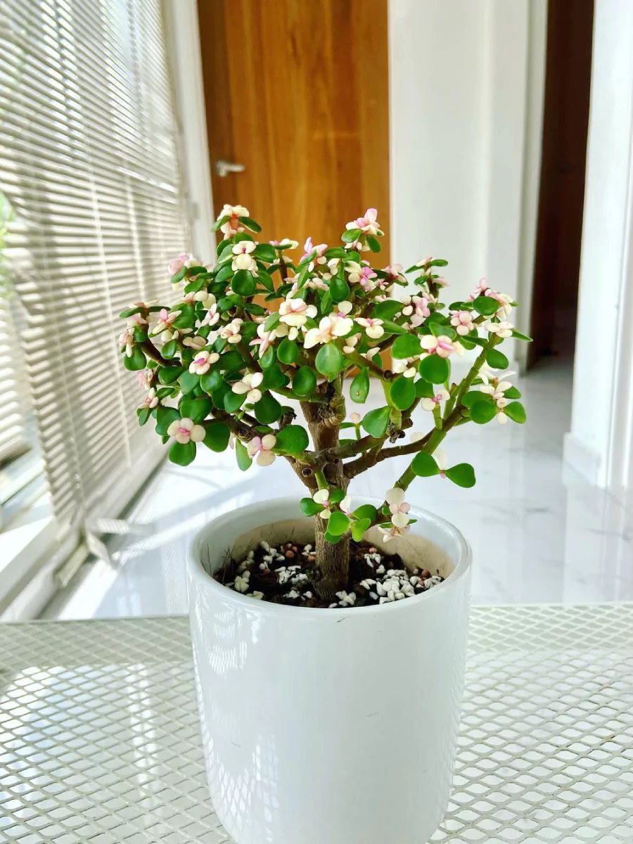 Tanaman hias Portulacaria Afra di dalam pot putih di atas meja.