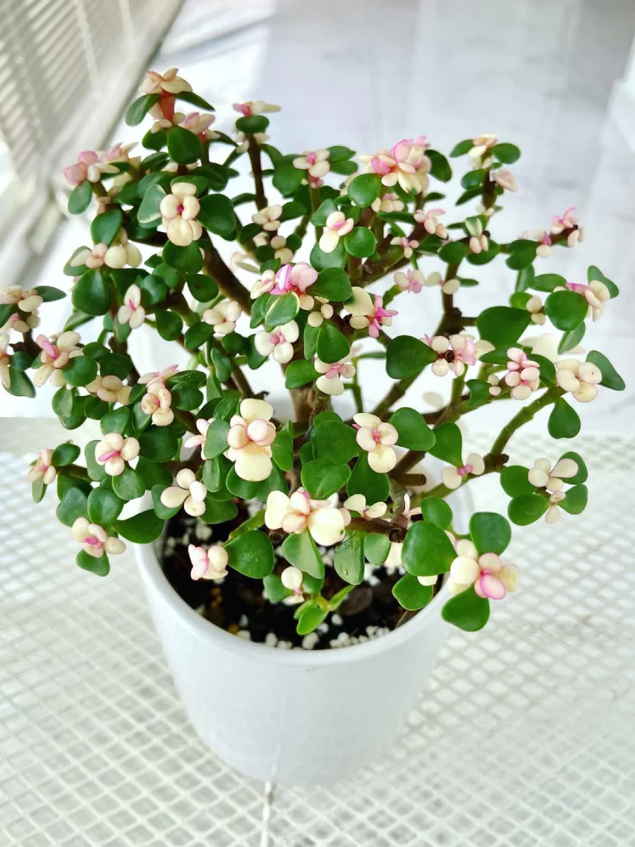 Tanaman hias Portulacaria Afra di dalam pot putih di atas meja.