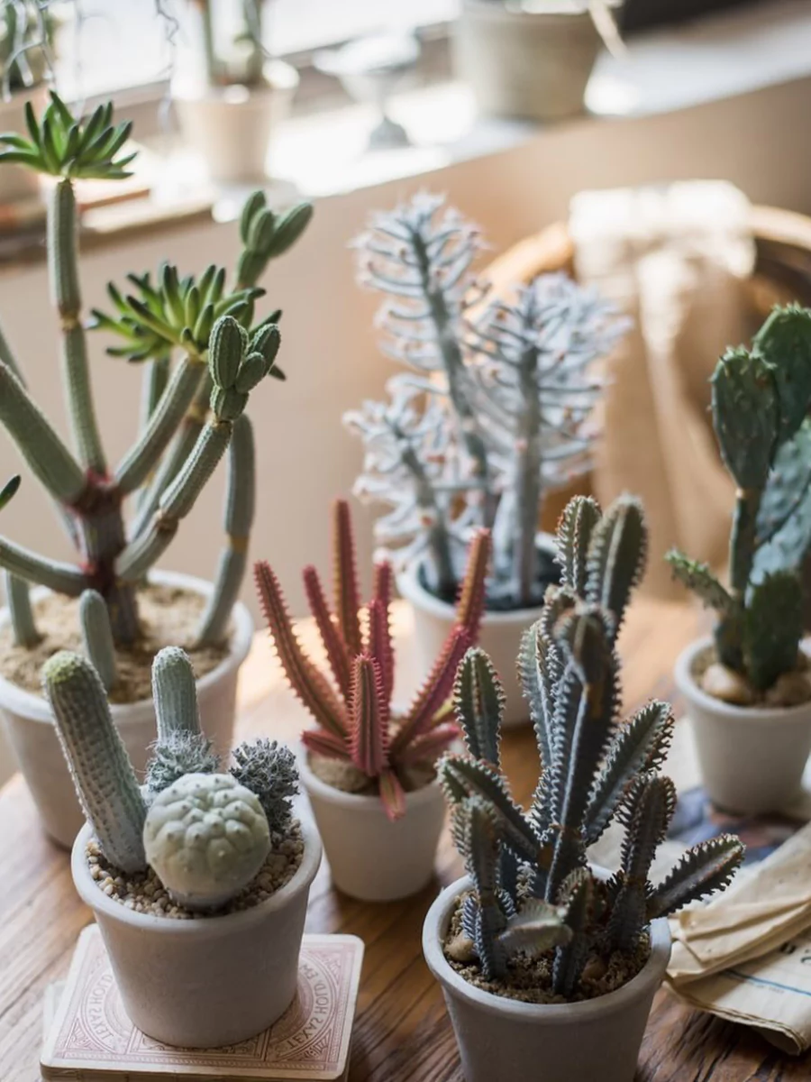 Berbagai macam tanaman kaktus artificial di dalam pot putih.
