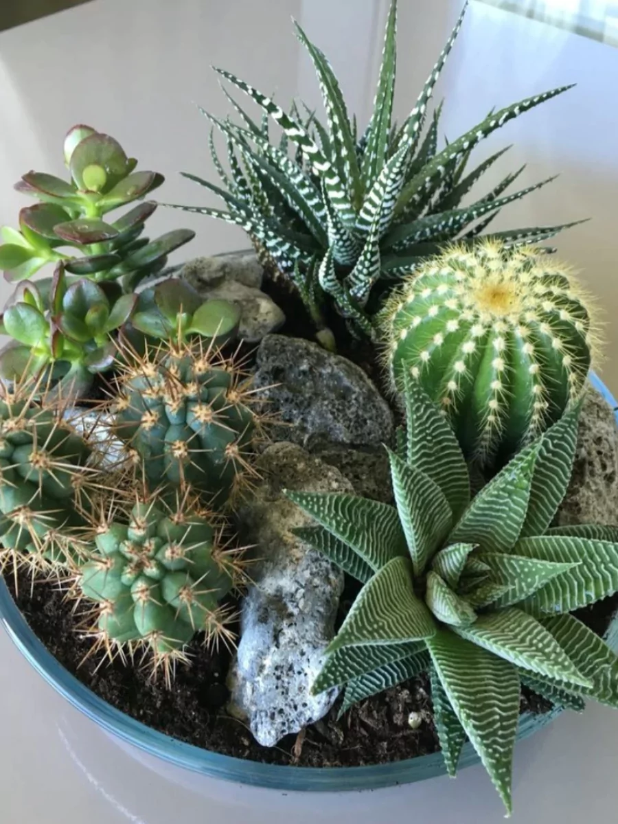 Berbagai macam tanaman kaktus didalam pot yang sama.