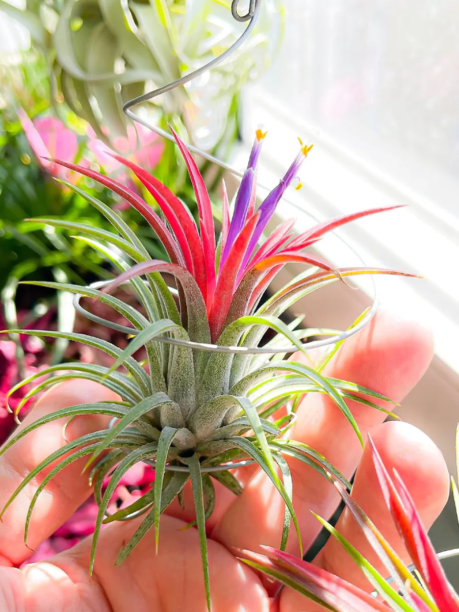Tanaman hias Tillandsia ionantha rubra dengan hijau, merah, dan ungu yang sedang dipegang.