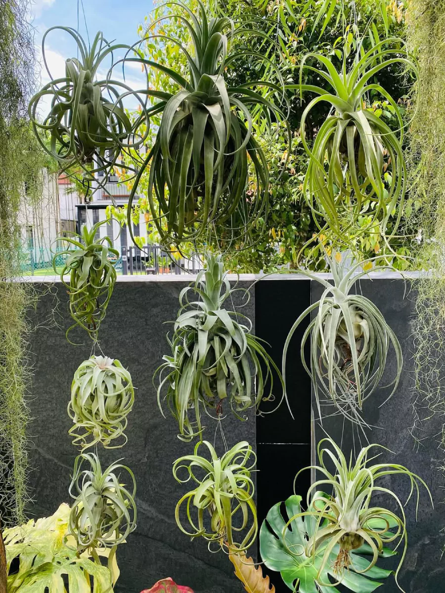 Beberapa tanaman hias Tillandsia streptophylla yang digantung.