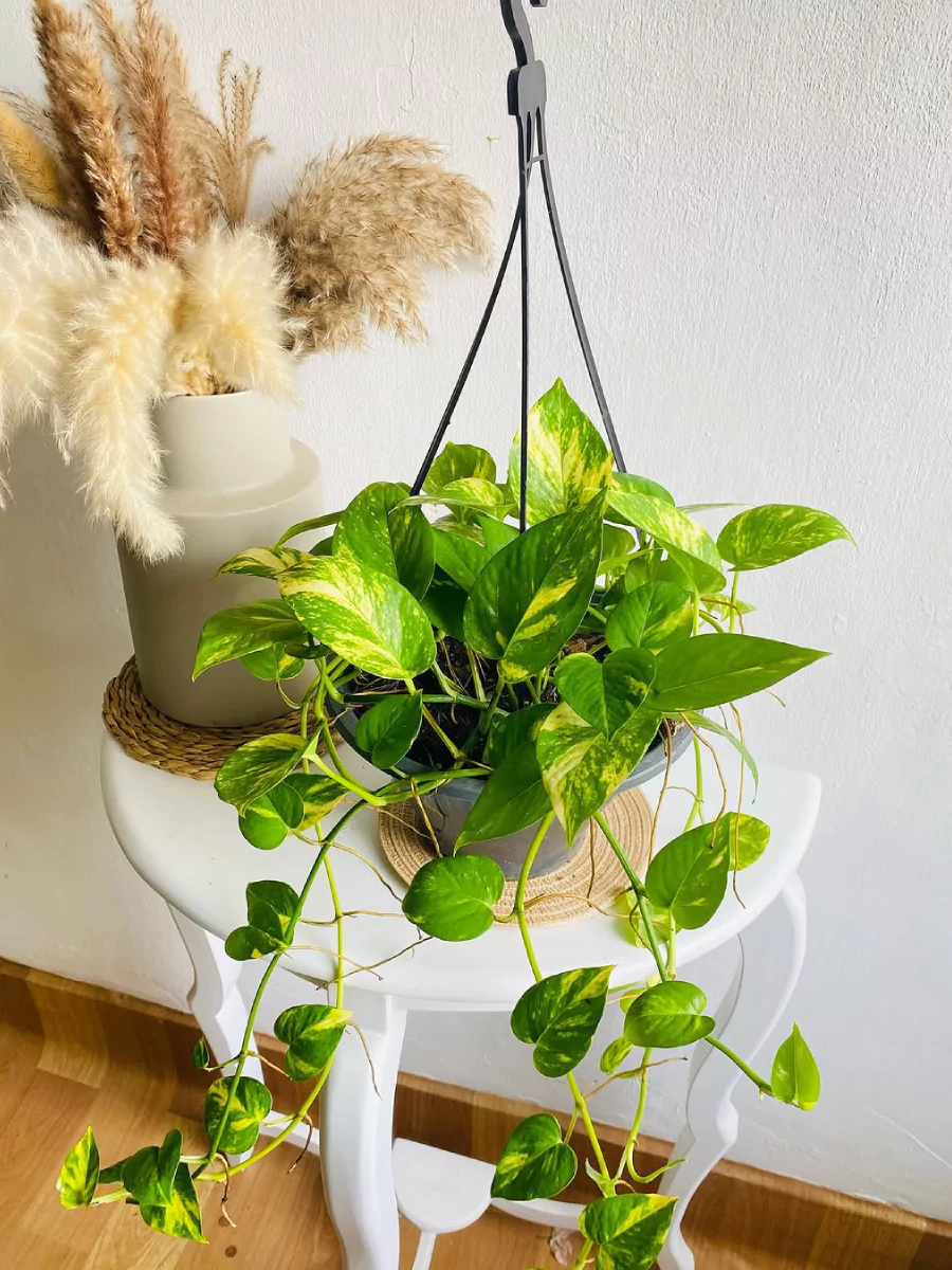 Tanaman sirih gading didalam pot gantung putih yang diletakkan di atas meja putih.