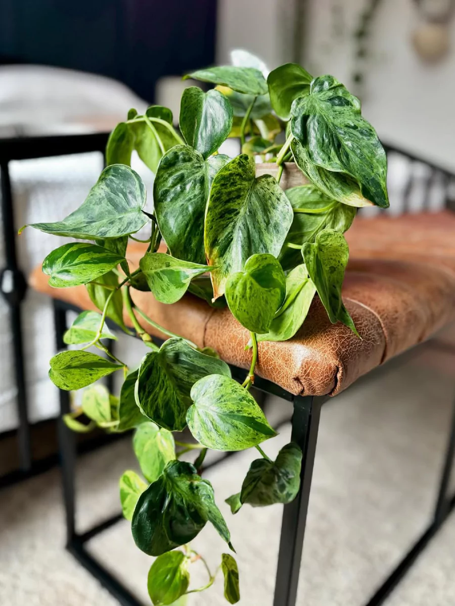 Tanaman indoor philodendron Heartleaf yang menjalar keluar pot.