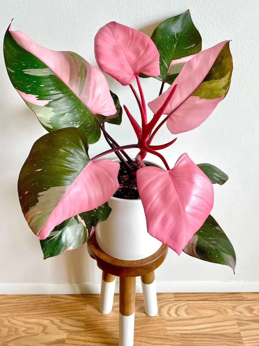 Tanaman philodendron Pink Princess dengan daun berwarna pink dan hijau.