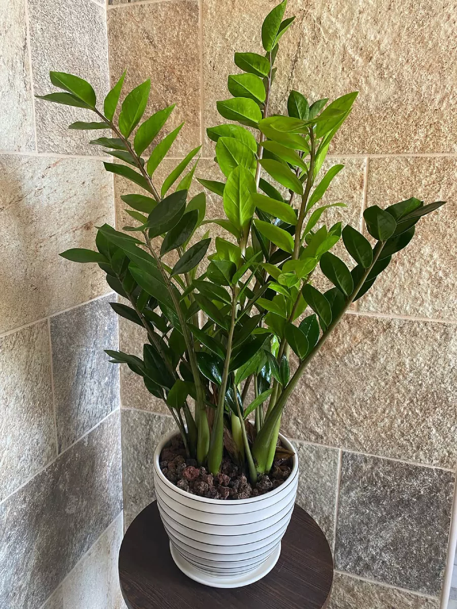 Tanaman ZZ Plant di dalam pot putih.