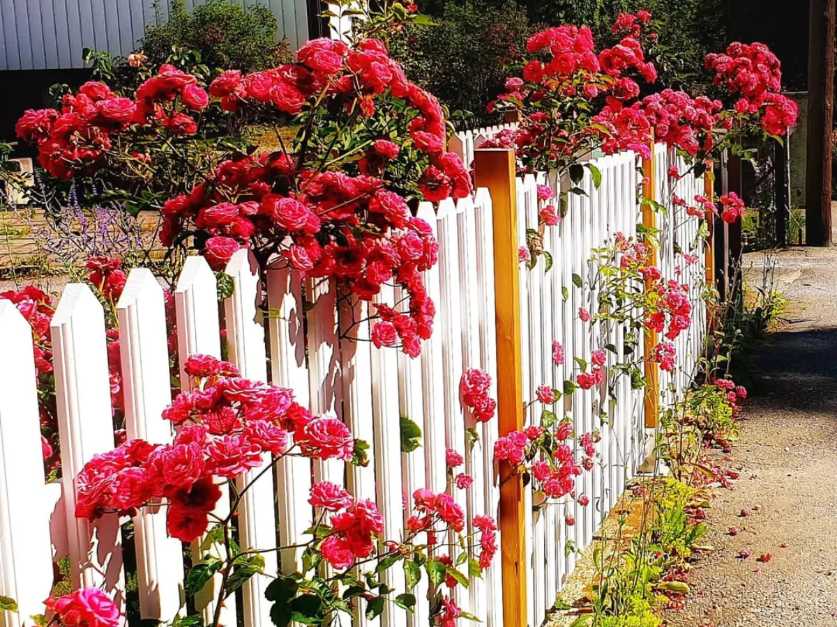 Pagar kayu warna putih yang ditumbuhi bunga mawar merah.