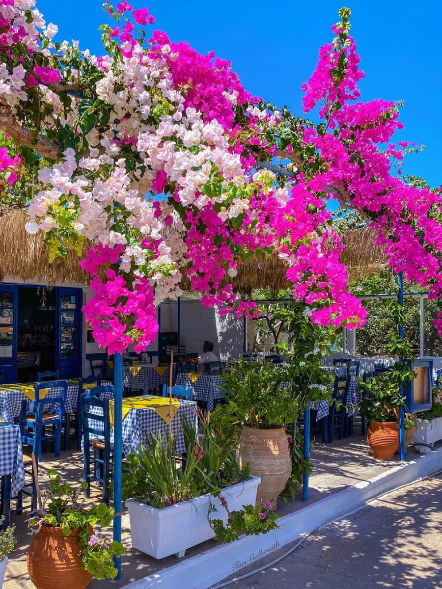 Bunga kertas warna pink dan putih yang merambat di atap cafe.