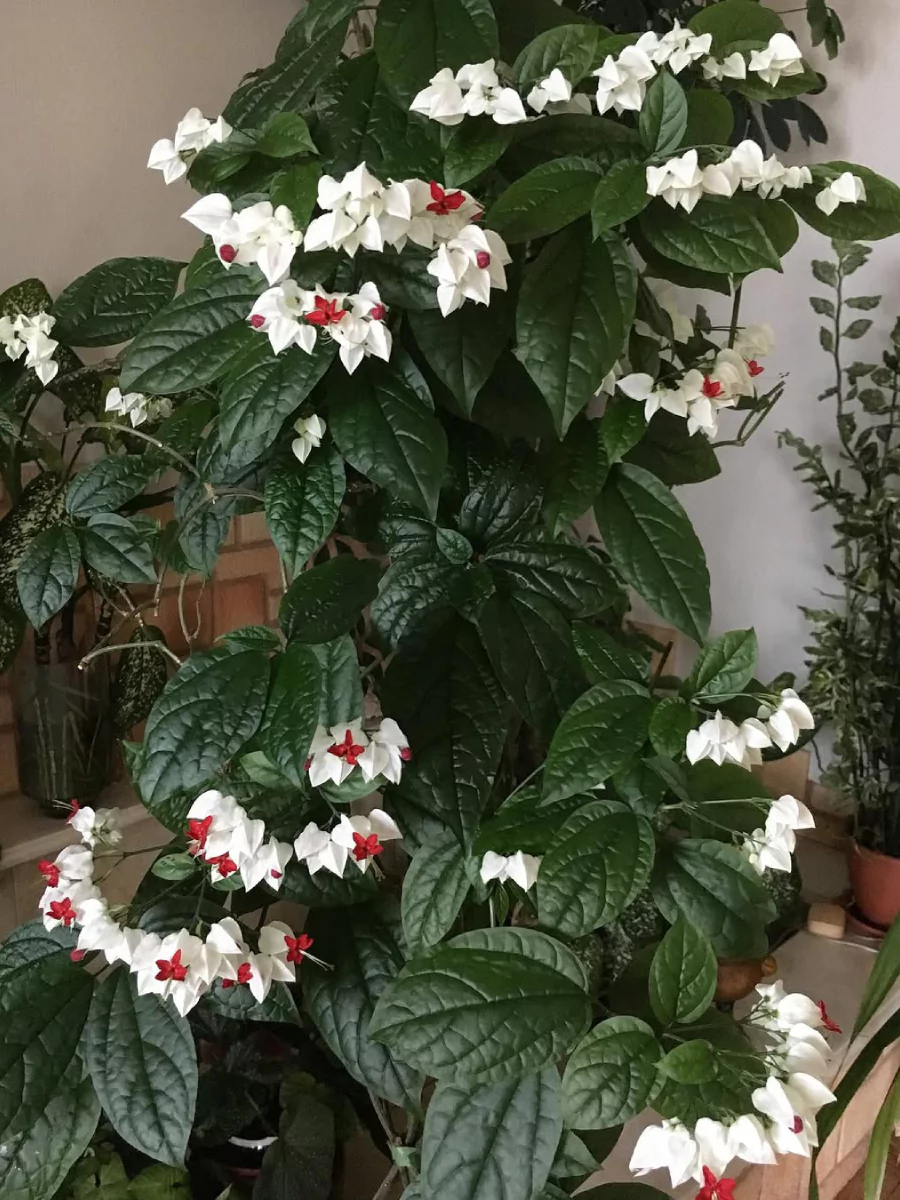 Tanaman nona makan sirih dengan bunga putih bertitik merah.