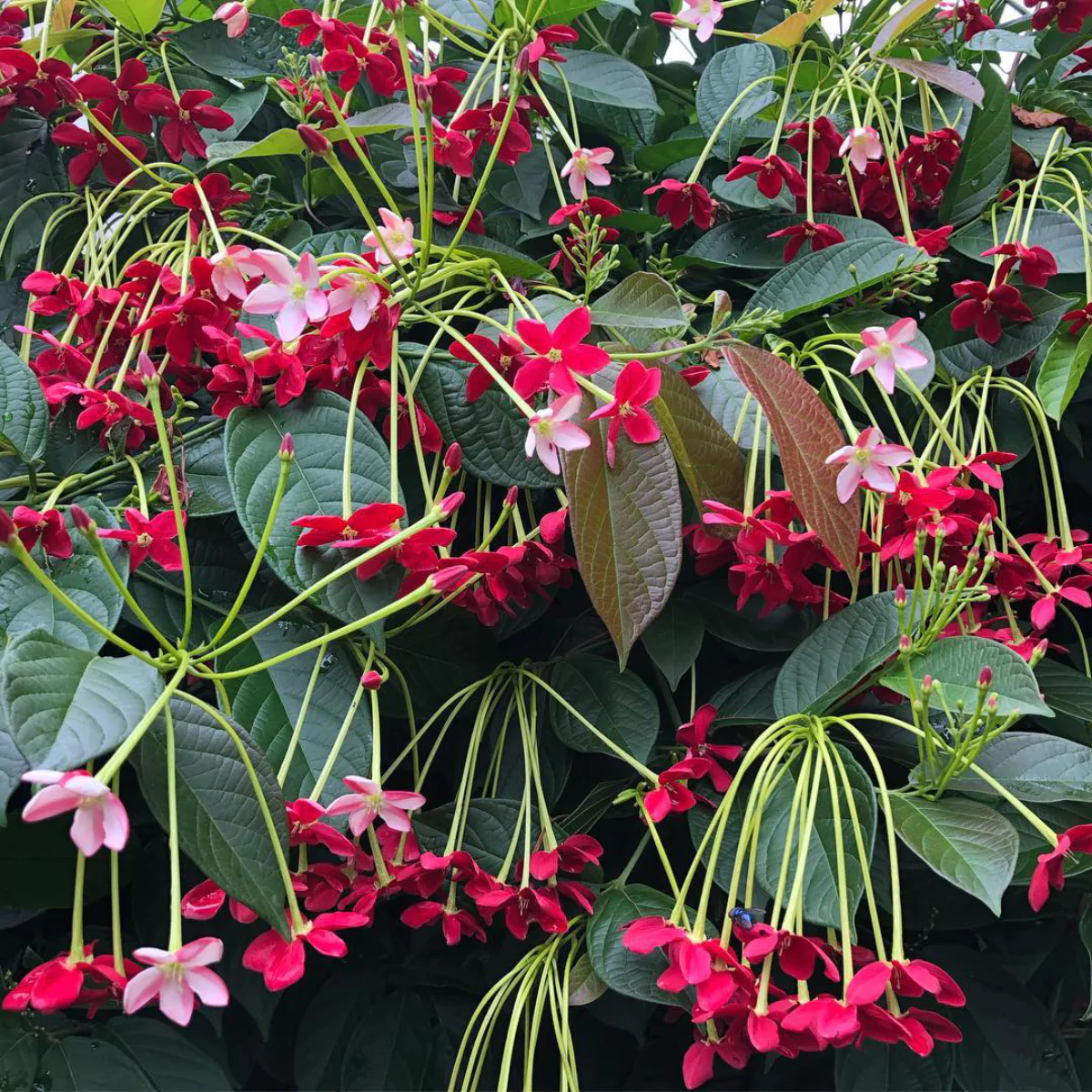 Tanaman hias melati belanda yang rimbun dengan bunga merah dan merah muda.