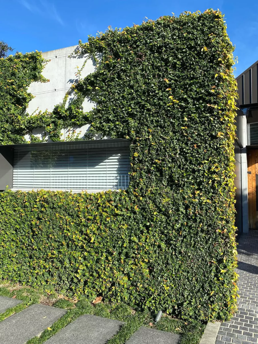 Tanaman daun dolar yang hampir menutupi semua tembok rumah.