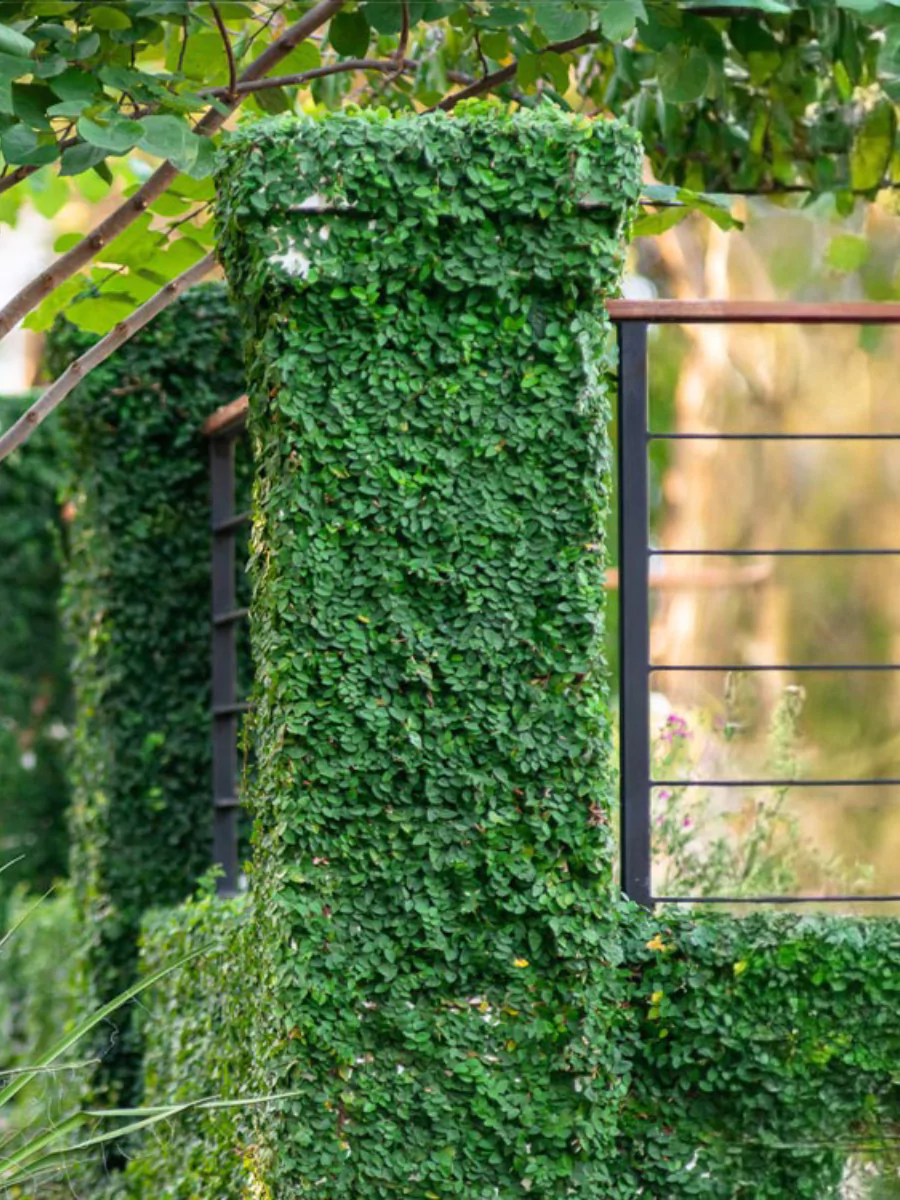 Tanaman daun dolar yang menutupi pagar tembok.