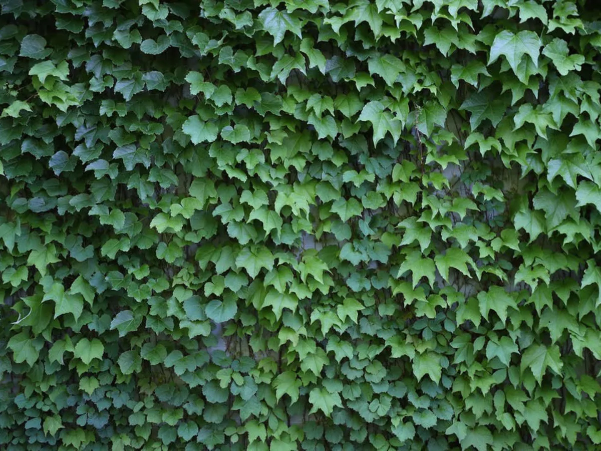 Tanaman grape ivy yang menutupi seluruh pagar tembok.