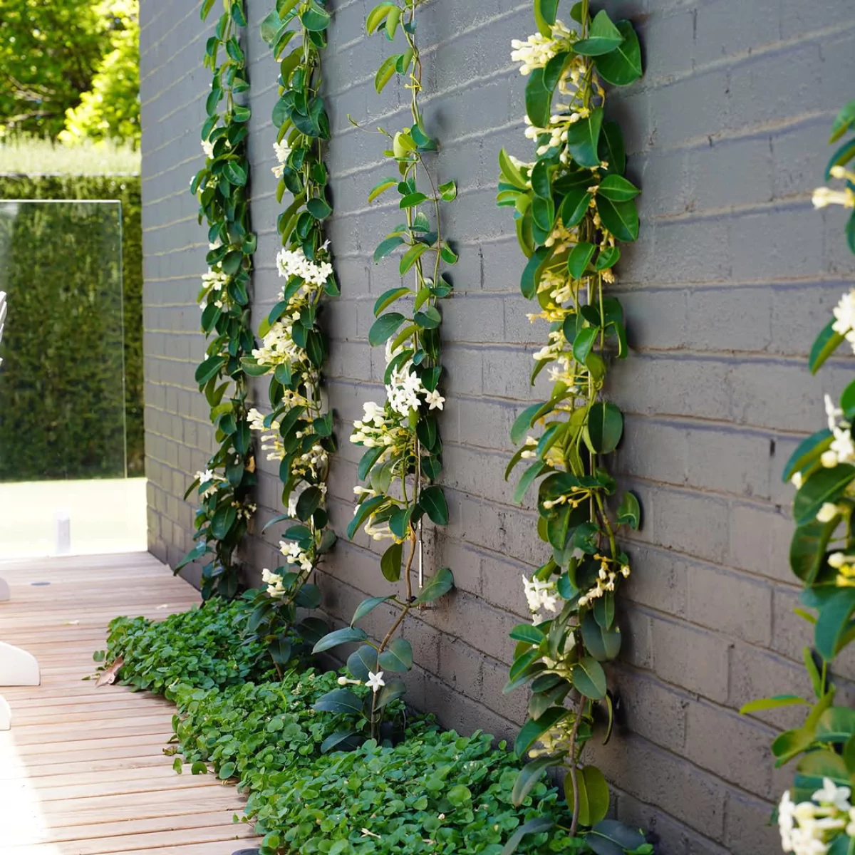 4 tangkai melati madagaskar yang tumbuh memanjang ke bawah di tembok abu.