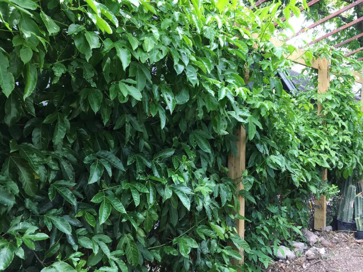 Daun rimbun tanaman markisa yang menutupi pagar kayu.