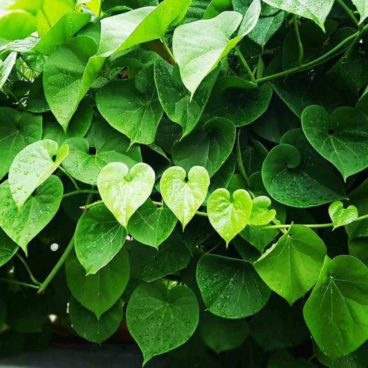 Daun tanaman brotowali berbentuk hati.