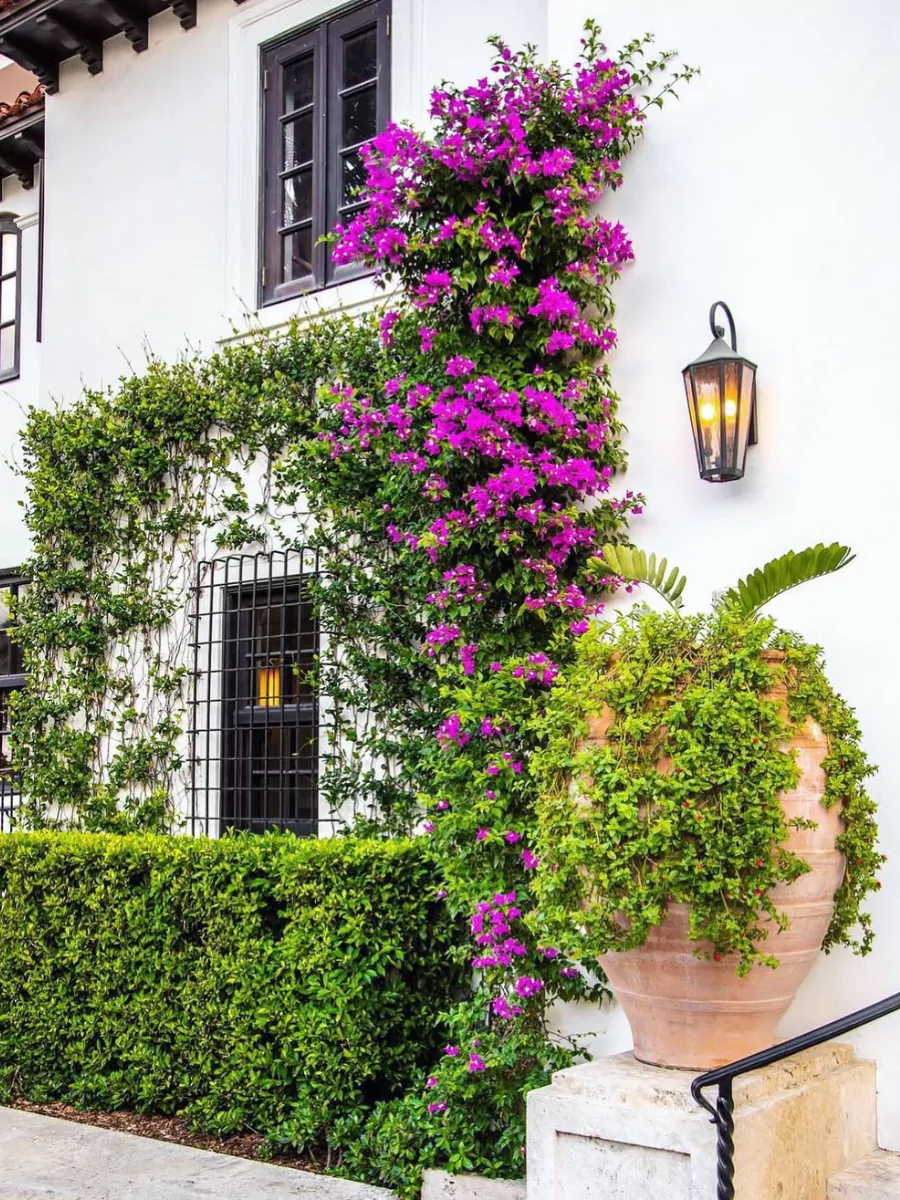 Binga kertas warna ungu yang menjalar tinggi di tembok.