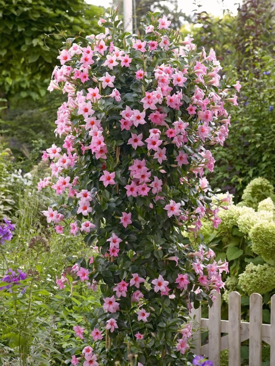 Tanaman mandevilla merah muda yang merambat di tiang.