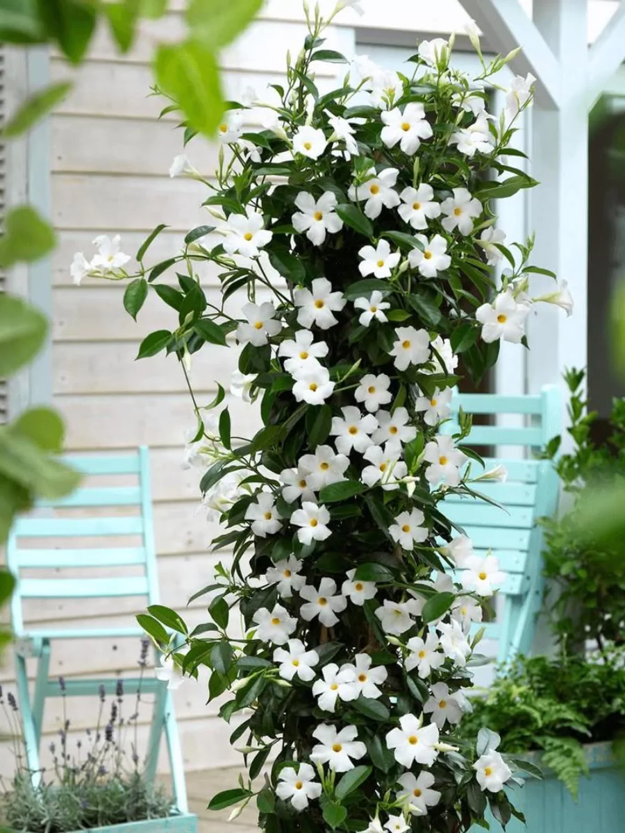 Tanaman mandevilla putih yang merambat di tiang.