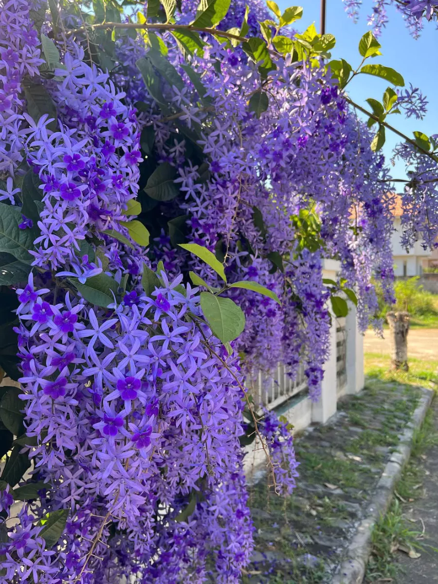 Tanaman Petrea Volubilis dengan bunga ungu merambat di pagar tembok putih.