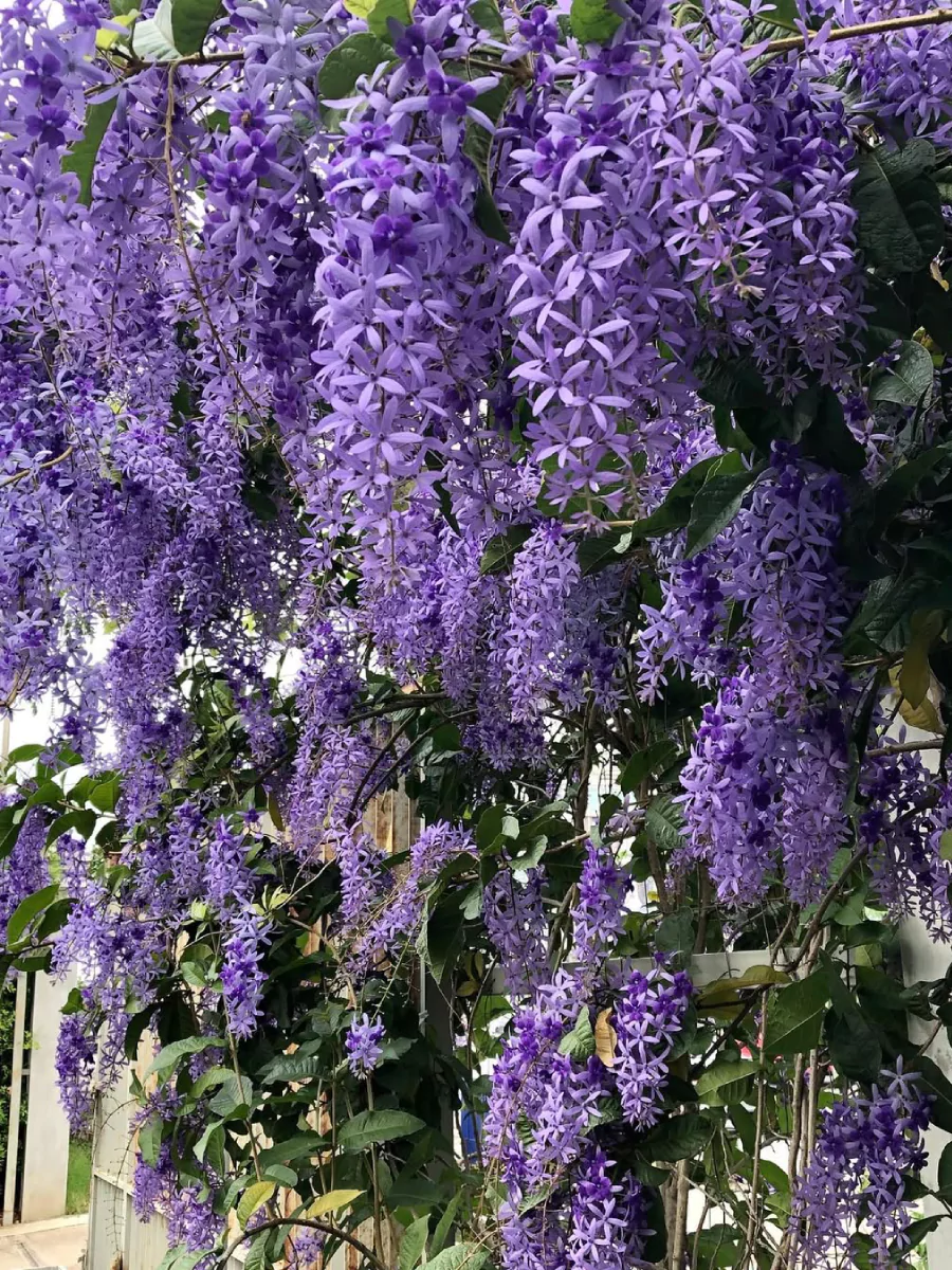 Tanaman Petrea Volubilis merambat di pagar besi.