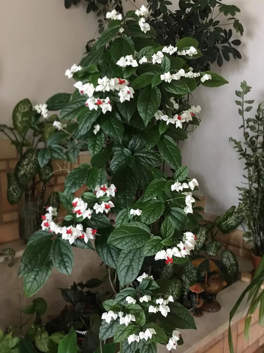 Tanaman nona makan sirih yang menjalar tinggi.