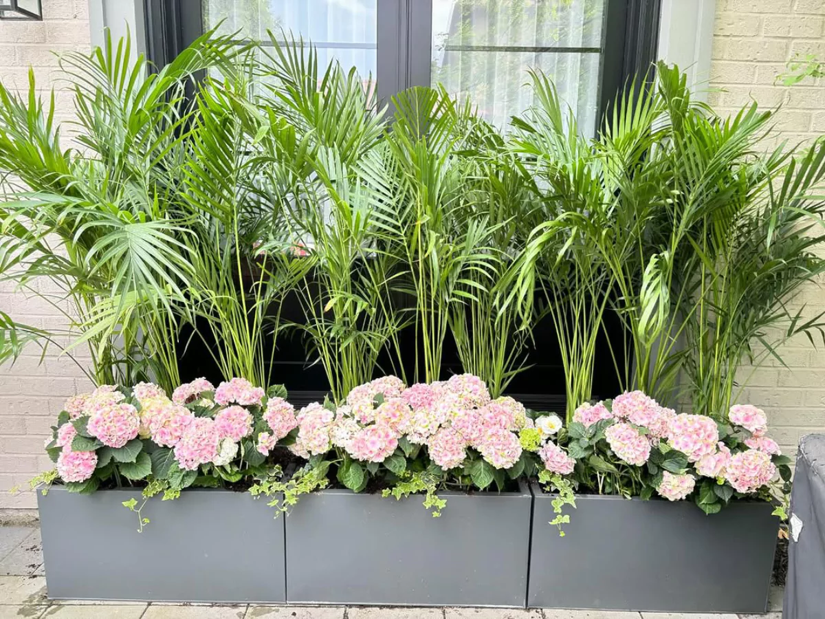 Palem kuning dan bunga didalam pot persegi panjang.