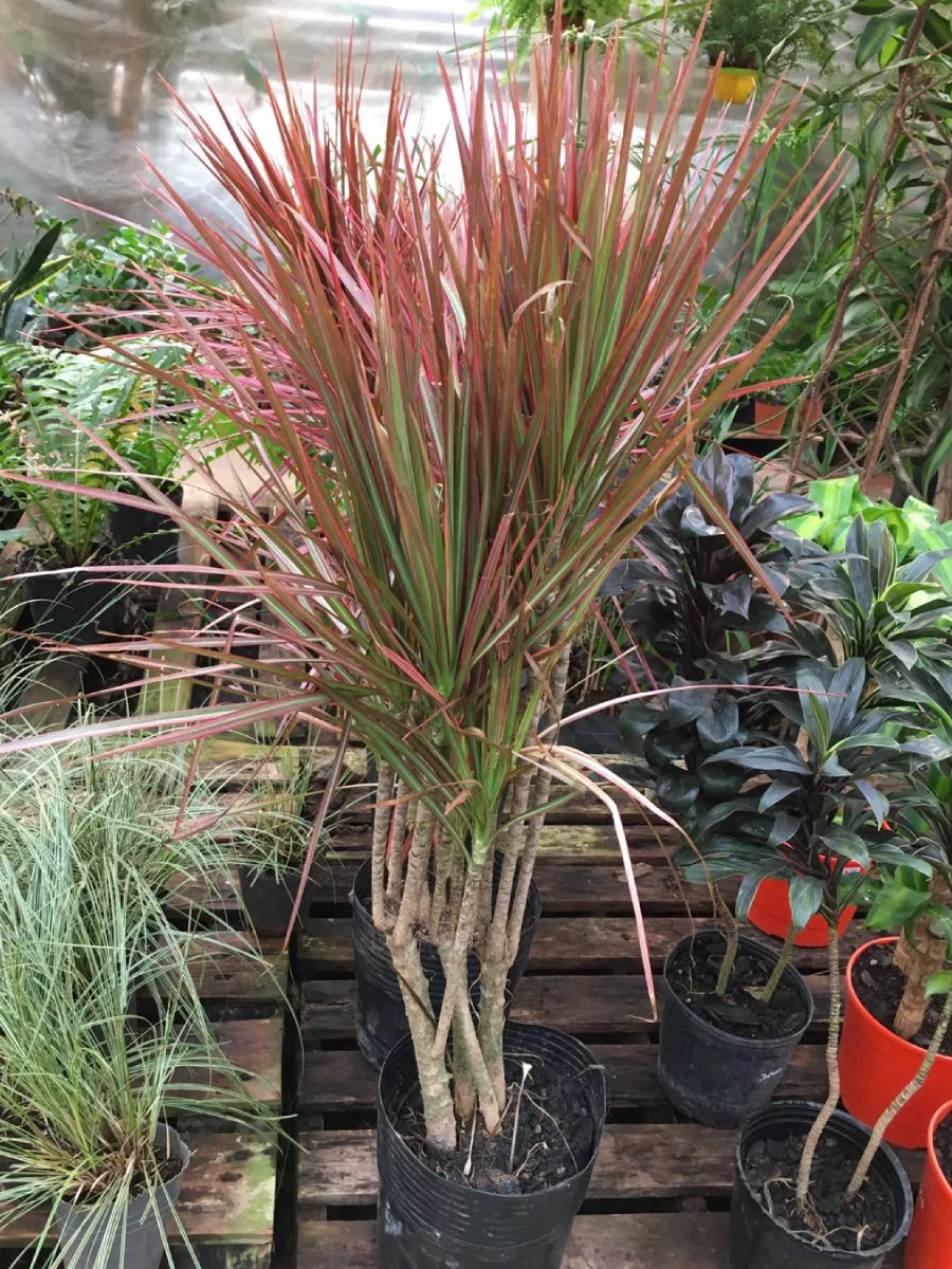 Tanaman hias outdoor dracaena tricolor di dalam pot hitam.