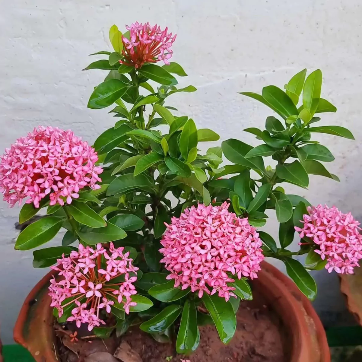 Tanaman hias soka di dalam pot gerabah dengan bunga merah muda di luar rumah.