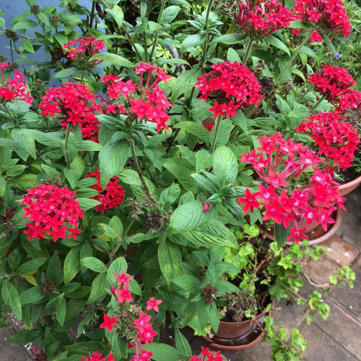 Banyak tanaman bunga pentas di halaman rumah.