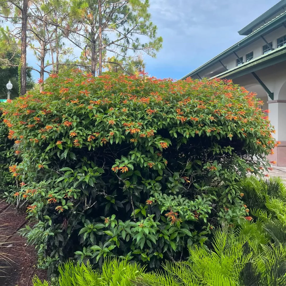 Tanaman hias hamelia patens rimbun dengan bunga-bunga kecil warna oranye.