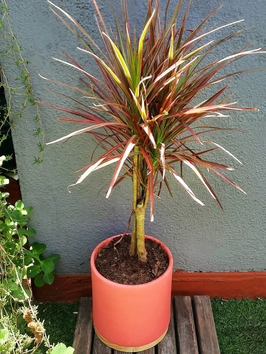 Tanaman hias outdoor dracaena tricolor di dalam pot oranye.