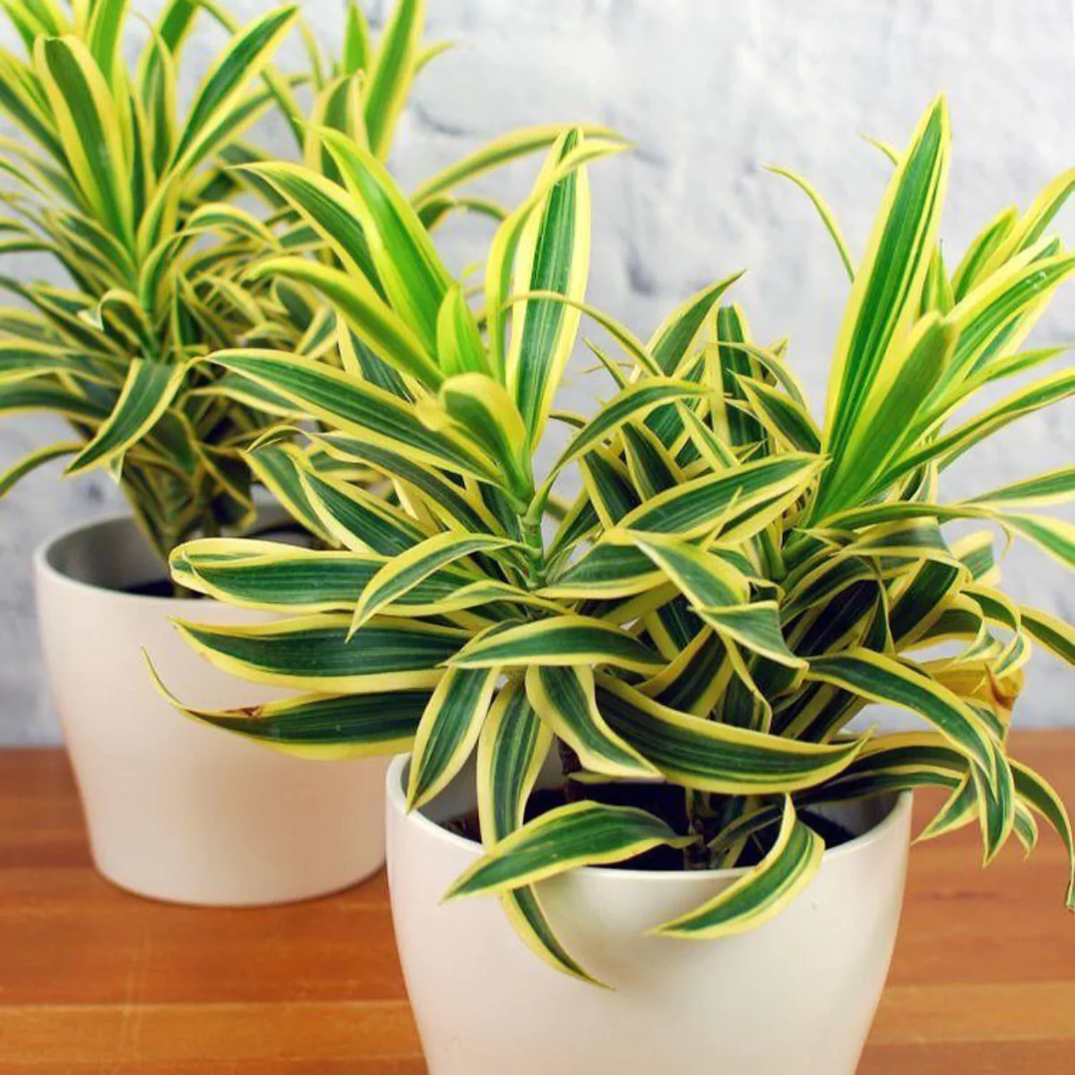 Dua tanaman hias nyanyian india di dalam pot putih.