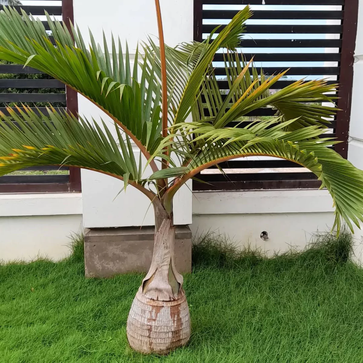 Tanaman palem botol di taman depan rumah.