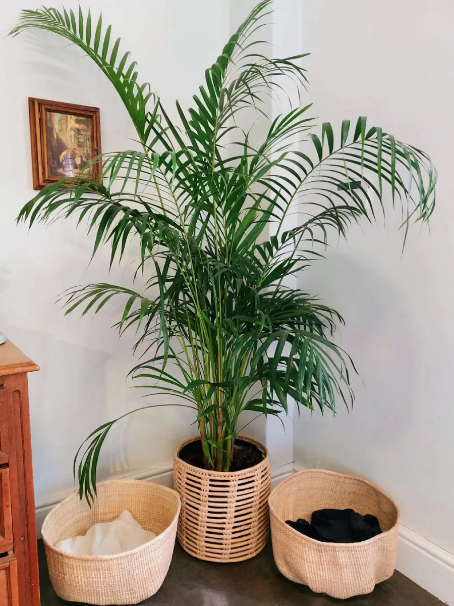 Tanaman palem bambu didalam pot rotan warna krem di pojok ruangan.