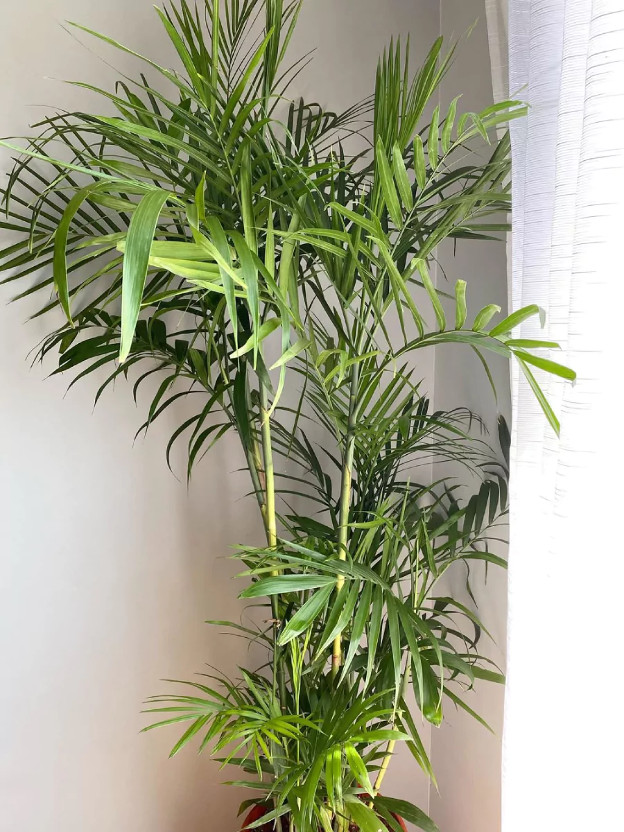 Tanaman palem bambu di pojok ruangan samping jendela.