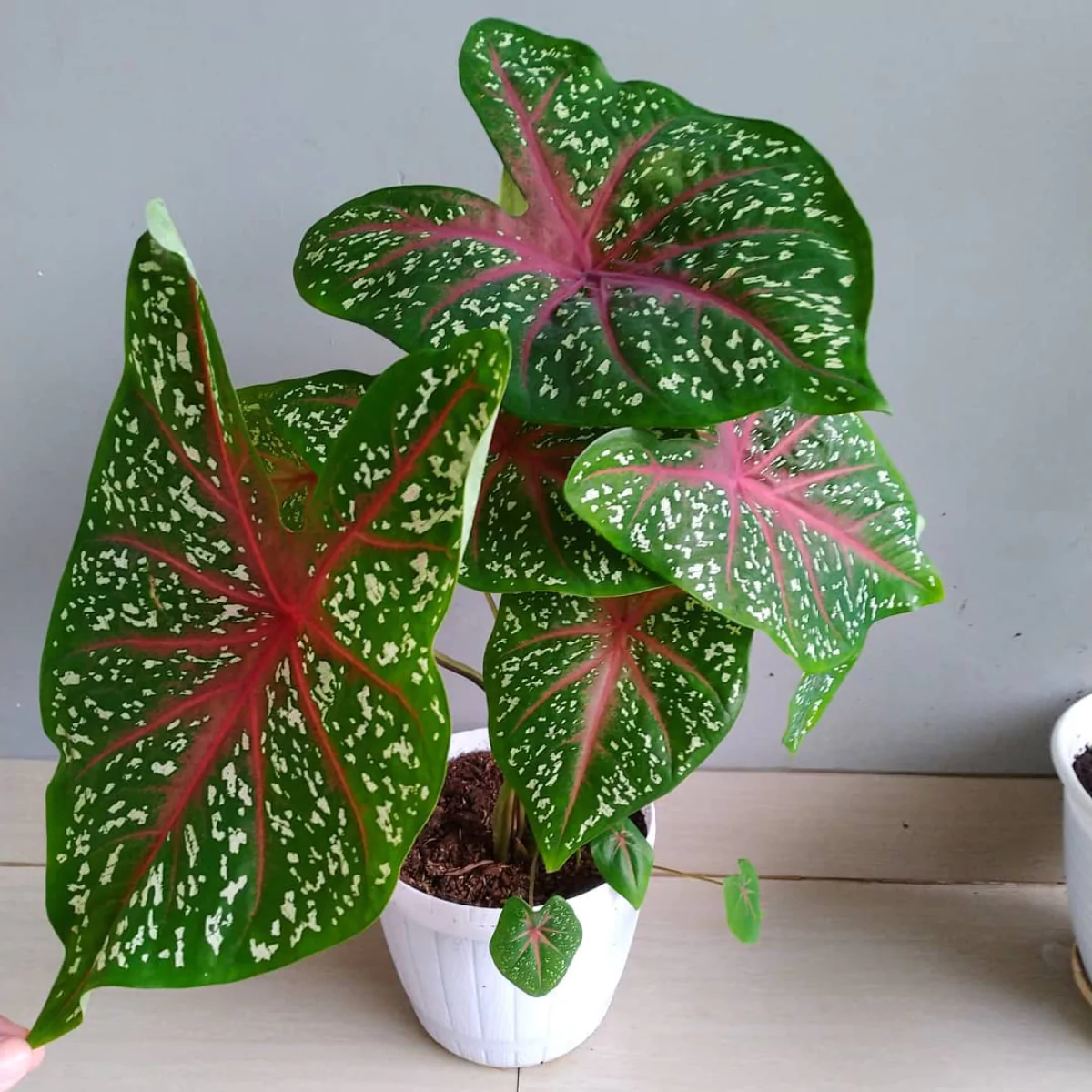 Tanaman hias keladi bintik merah dengan daun lebar di dalam pot putih.