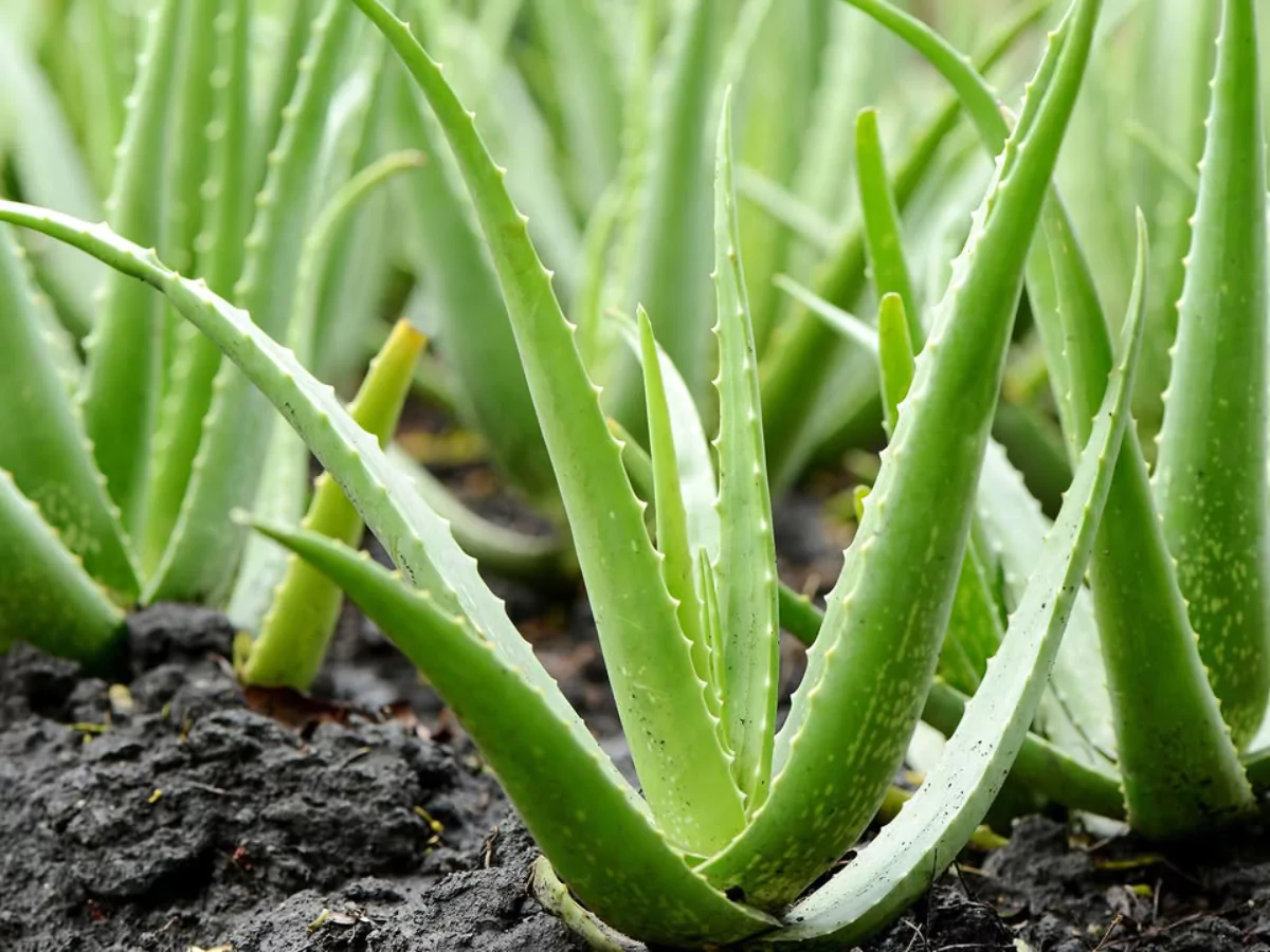 Banyak tanaman lidah buaya ditanam di halaman rumah.