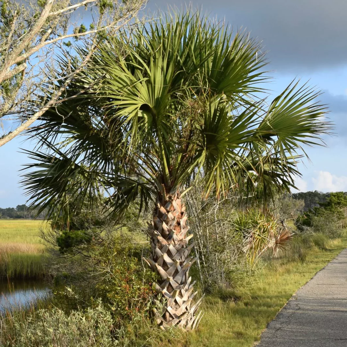 Pohon pandan bali di pinggir jalan.
