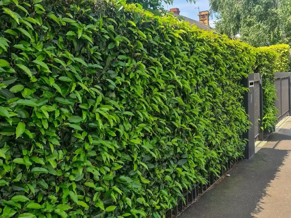 Tanaman pagar hijau.